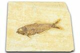 Detailed Fossil Fish (Knightia) - Wyoming #367482-1